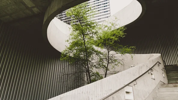 Baum wächst in runder Betontreppe