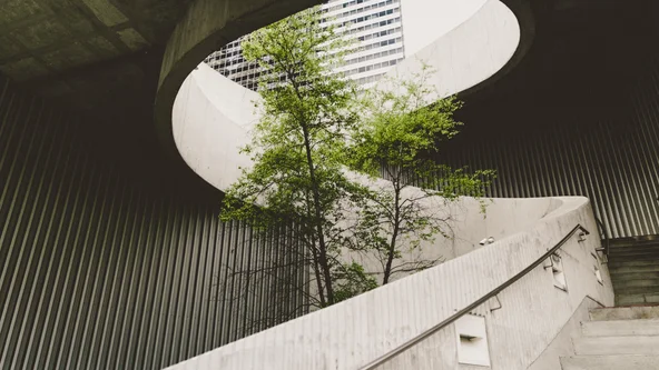 Baum wächst in runder Betontreppe